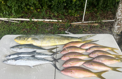 Relax, cast, and catch these fish in Key Biscayne!